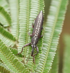 Rhinotia sparsa