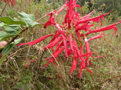 Siphocampylus retrorsus