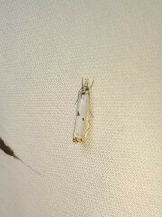 Microcrambus biguttellus