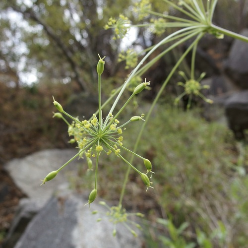Image of Arracacia Brandegeei (Arracacia brandegeei) by (c) Sue Carnahan, some rights reserved (CC BY)