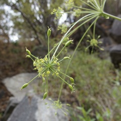 Arracacia brandegeei