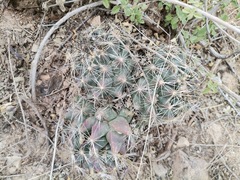 Coryphantha
