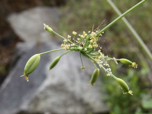 Image of Arracacia Brandegeei (Arracacia brandegeei) by (c) Sue Carnahan, some rights reserved (CC BY)