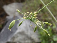 Arracacia brandegeei