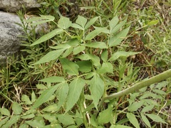 Arracacia brandegeei