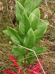 Siphocampylus retrorsus