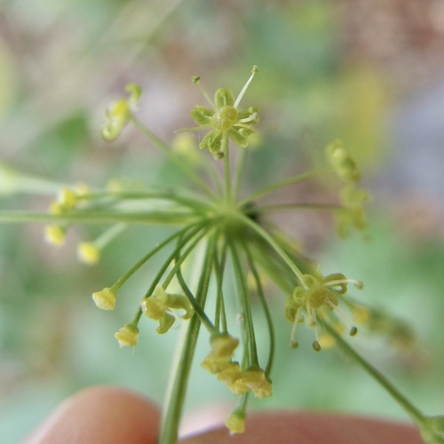 Image of Arracacia Brandegeei (Arracacia brandegeei) by (c) Sue Carnahan, some rights reserved (CC BY)