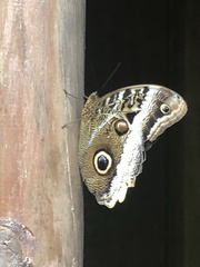 Caligo atreus