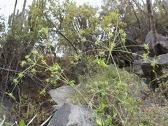 Arracacia brandegeei