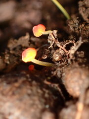 Mycena acicula