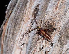 Piesarthrius marginellus