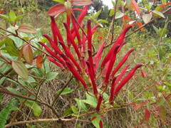 Siphocampylus retrorsus