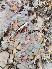 Euphorbia cinerascens