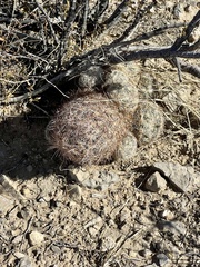 Escobaria chlorantha