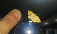 Perusia aurantiacaria