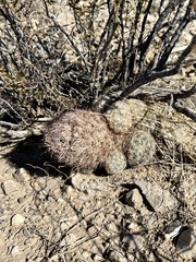 Escobaria chlorantha