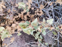 Aristolochia wrightii