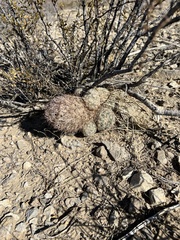 Escobaria chlorantha