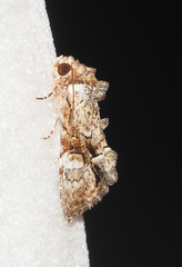 Epicyrtica leucostigma