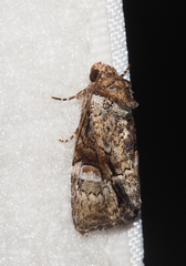 Epicyrtica leucostigma