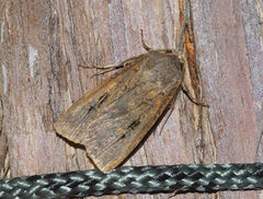 Agrotis infusa