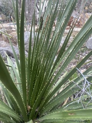 Dasylirion texanum