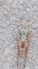 Amphipsalta zelandica
