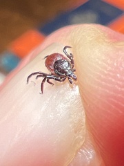 Ixodes pacificus