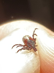 Ixodes pacificus