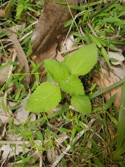 Ageratum houstonianum