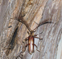 Piesarthrius marginellus