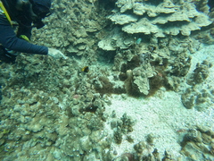 Amphiprion melanopus