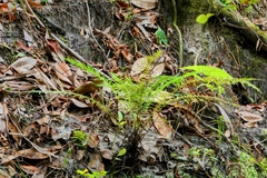 Amauropelta resinifera