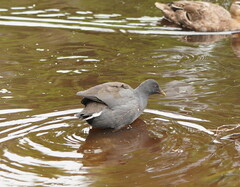 Gallinula tenebrosa tenebrosa