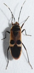 Physopelta gutta