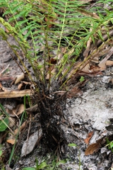 Amauropelta resinifera