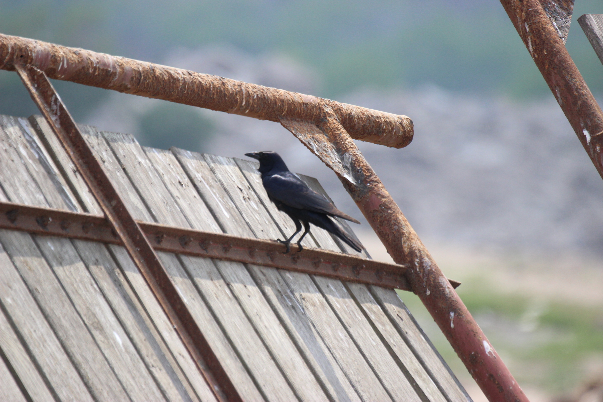 Tamaulipas Crow (Corvus imparatus), photo 8