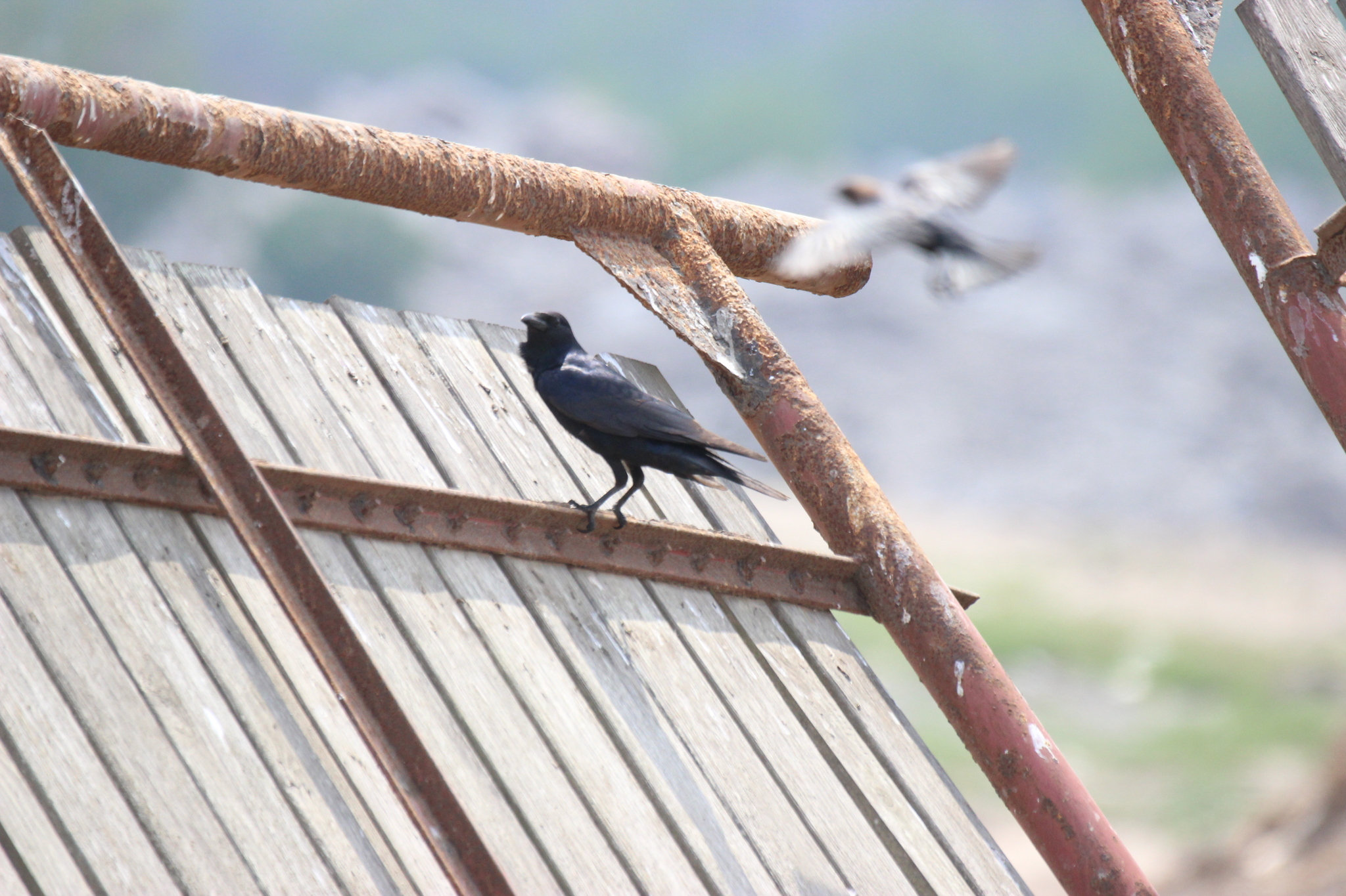 Tamaulipas Crow (Corvus imparatus), photo 9