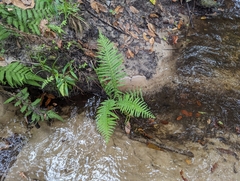 Amauropelta resinifera