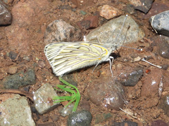 Tatochila