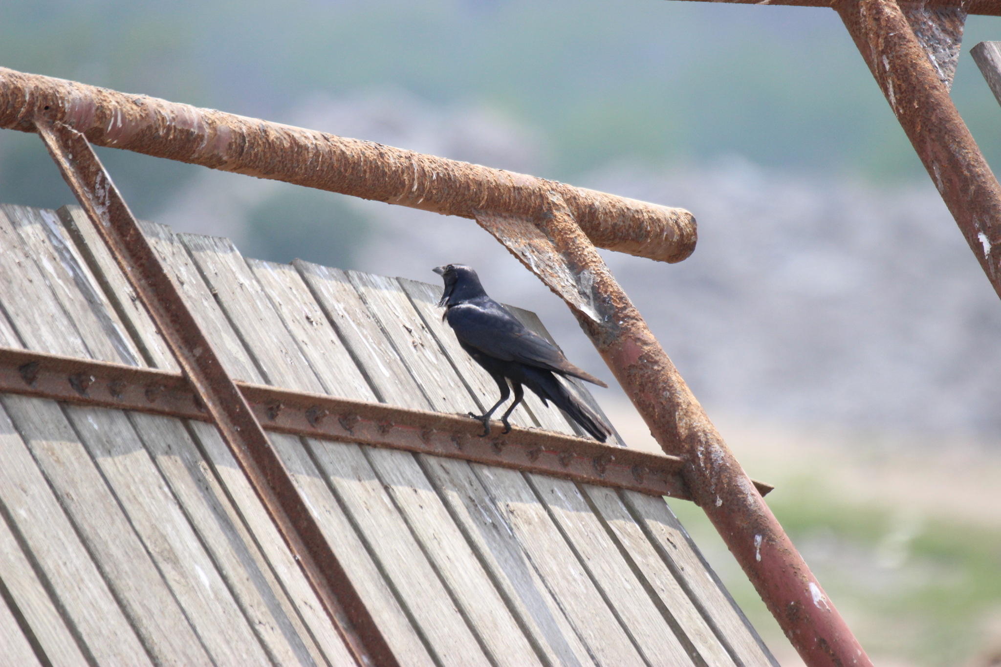 Tamaulipas Crow (Corvus imparatus), photo 10