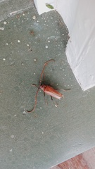 Ochrocydus huttoni