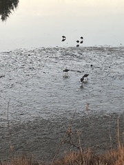 Calidris alpina