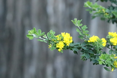 Genista monspessulana