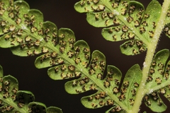 Amauropelta resinifera