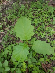Solanum chrysotrichum