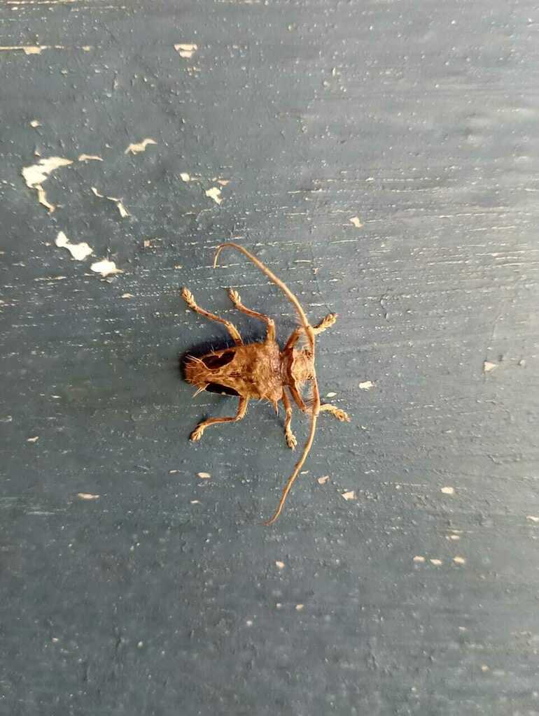 Megabasis speculifera