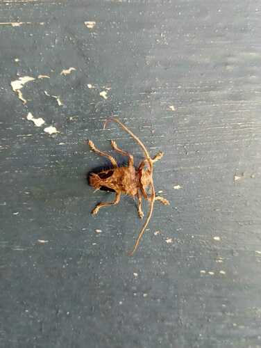 Megabasis speculifera