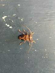 Megabasis speculifera