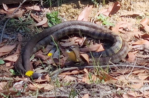 Tiger Snake sighting